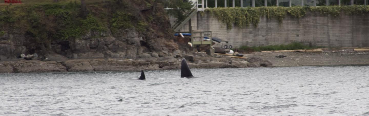 T18 and T19B hunt near Vancouver Island Bigg's Orcas Hunt