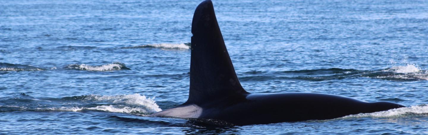 T18's and T37A's travel together in Haro Strait (Galiano the whale) Bigg's Male Orca