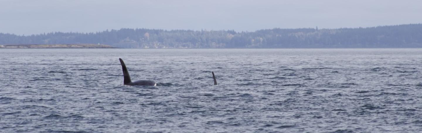 T123A and family traveling with T38A's and T35A's in Rosario Strait Male Bigg's Orca
