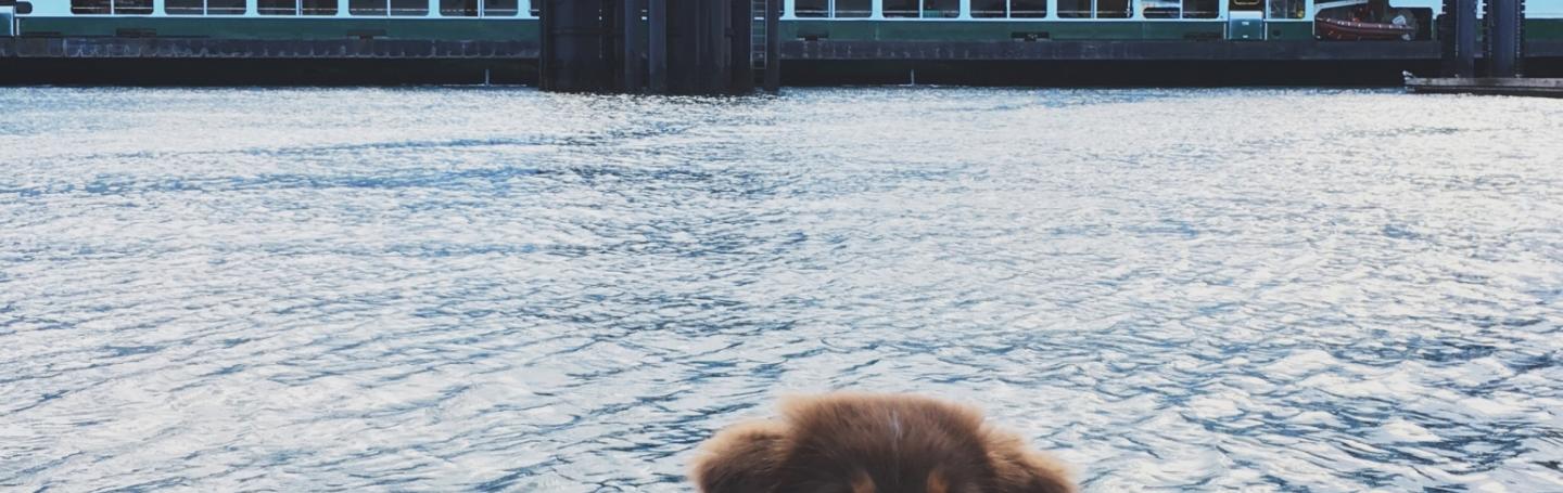 Island Dog Dog with San Juan Island Ferry
