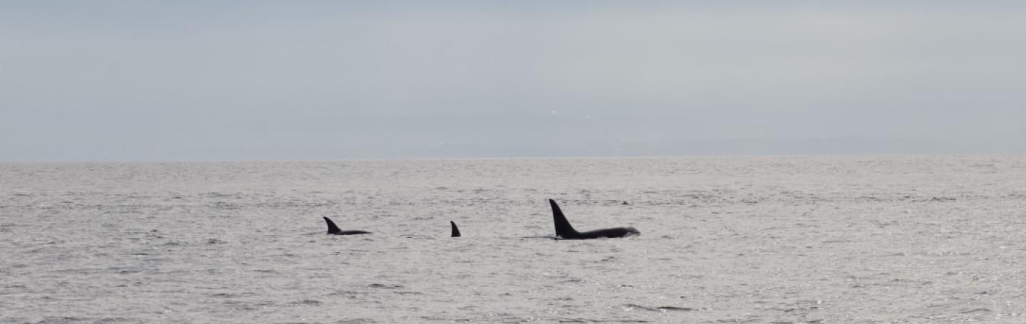 Rare family of killer whales (CA173s) surface in front of the Olympic Peninsula CA173s! The exotic family