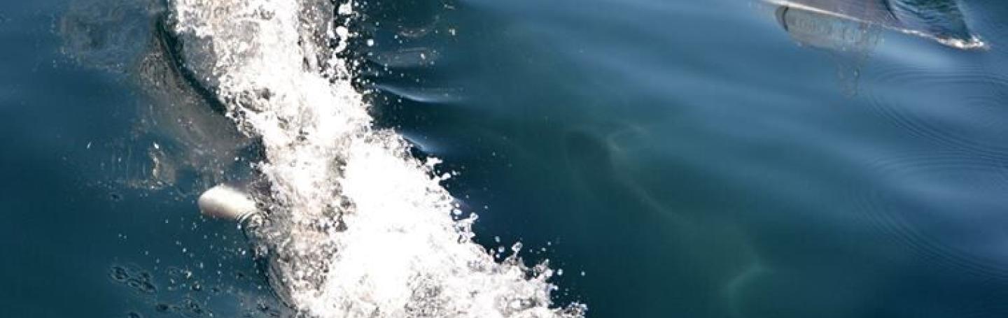 Dall's Porpoise Dall's Porpoise