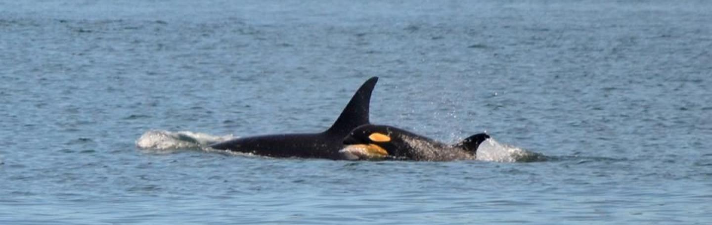J Pod Found Foraging on Salmon Bank J Pod Found Foraging on Salmon Bank