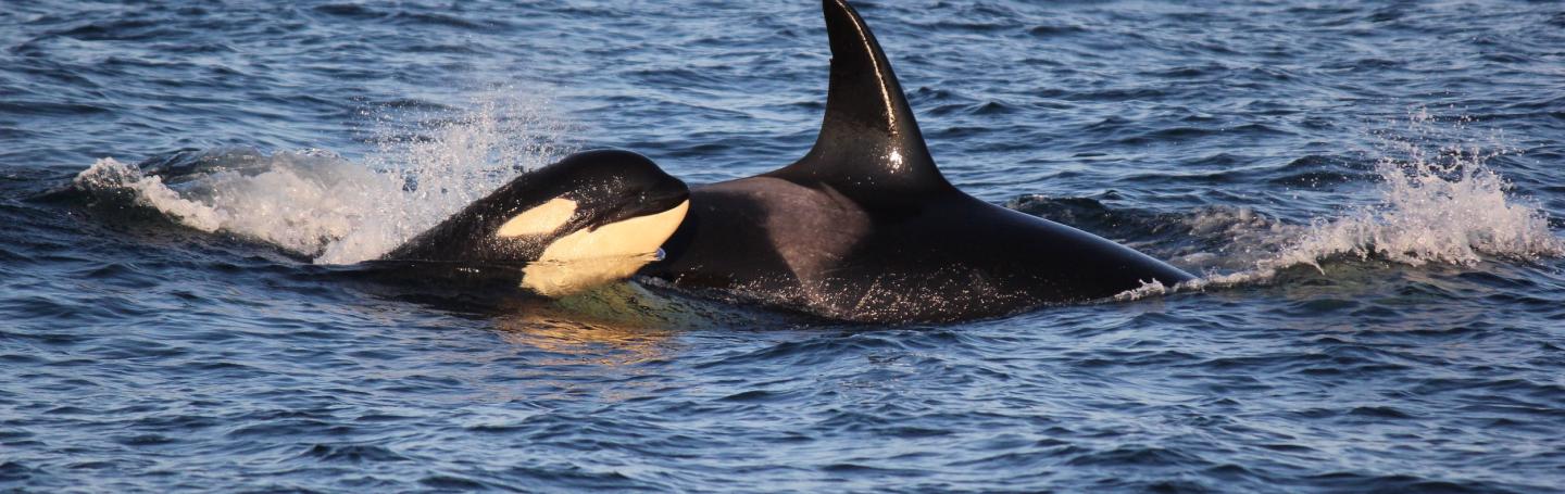 Bigg's Killer Whales in the Rosario Strait! Bigg's Killer Whales in the Rosario Strait!
