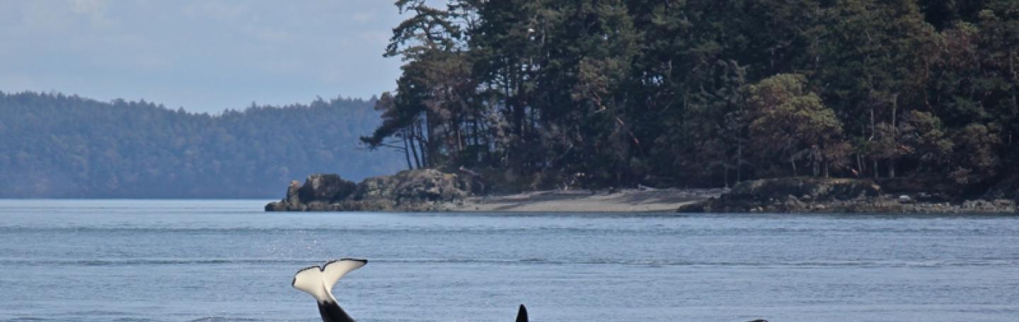 A transient killer whale A transient killer whale plays and splashes in the water