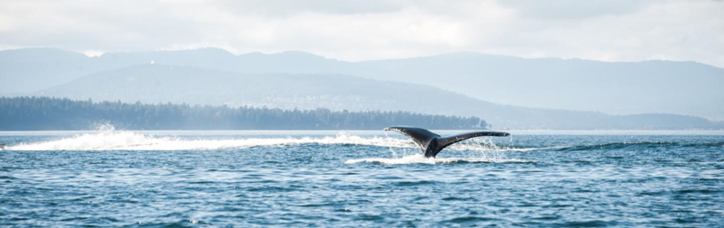 Humpback whale fluke