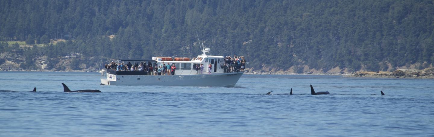 San Juan Island Orca Whale Watching