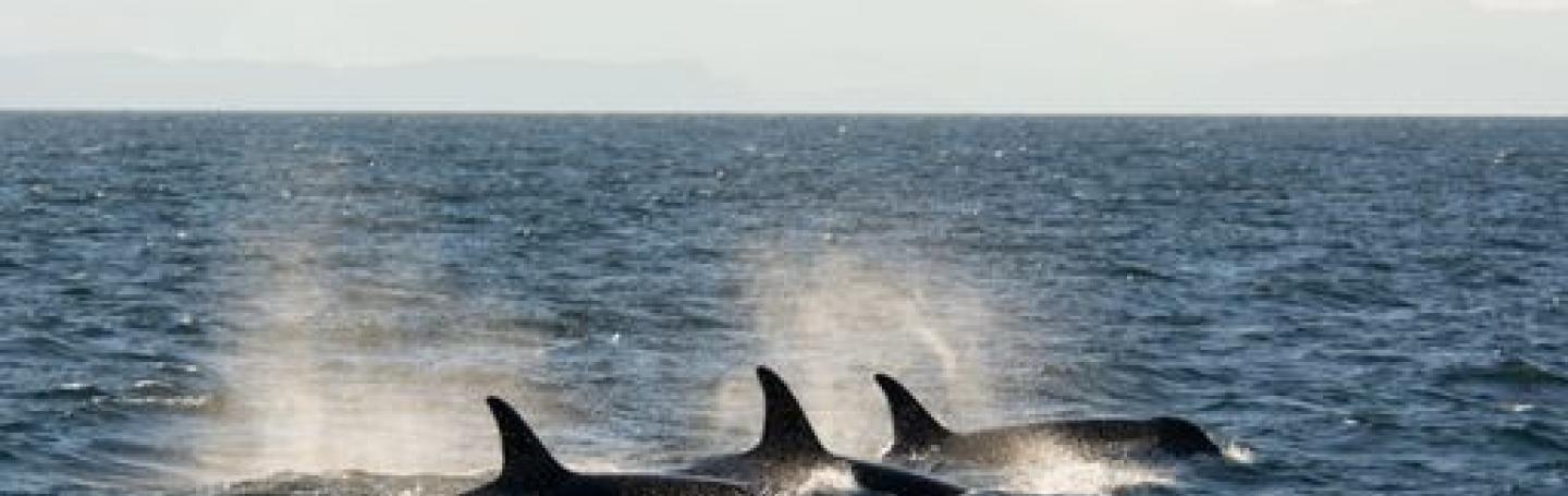 Bigg's Killer Whales moving as a family unit T65A's traveling together