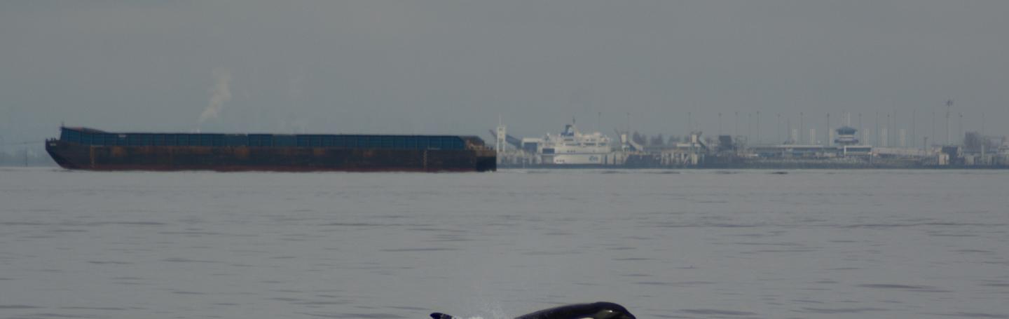 Bigg's killer whale near San Juan Island Transient killer whale in the Strait Georgia
