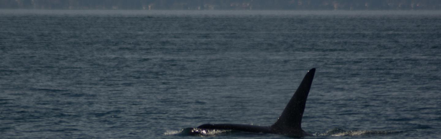 J26 Mike J26 Surfacing in Haro Strait