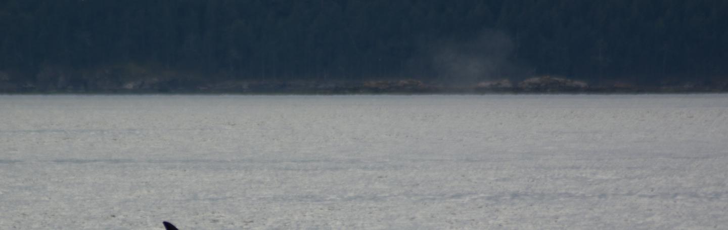 Female Bigg's killer whale surfacing Female Transient Killer Whale at the Surface