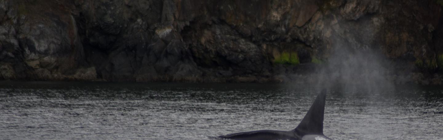 Transient orca at the surface Male killer whale surfacing