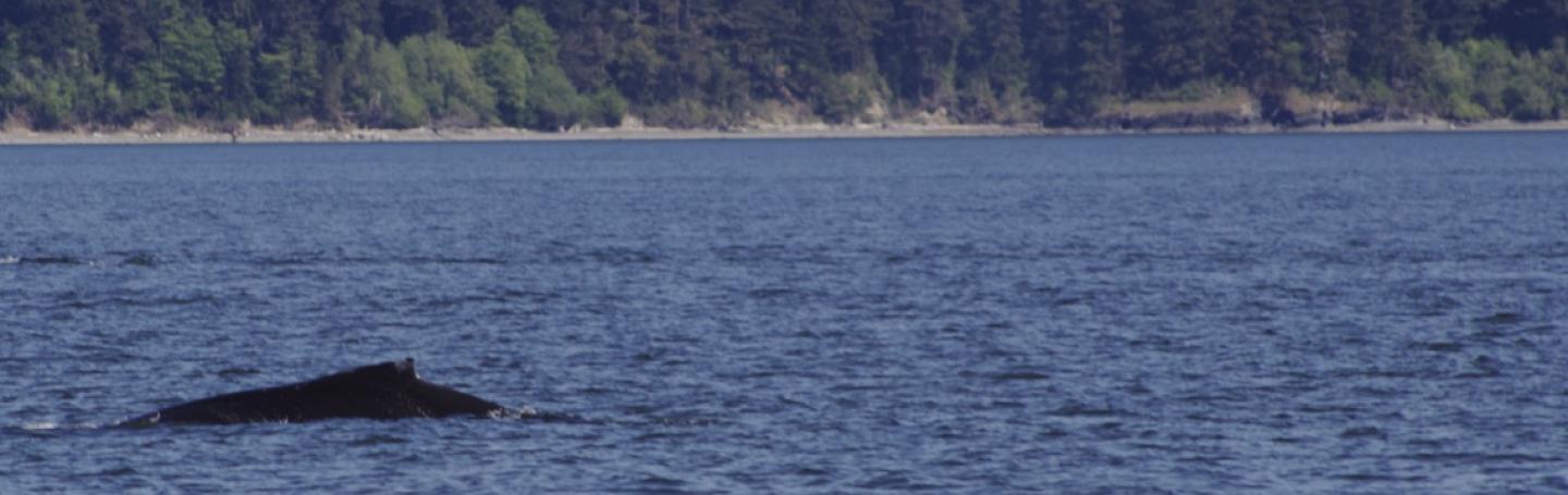 Poptart, the Humpback Whale, Travels with a Grey Whale through Rosario Strait Humpback Whale