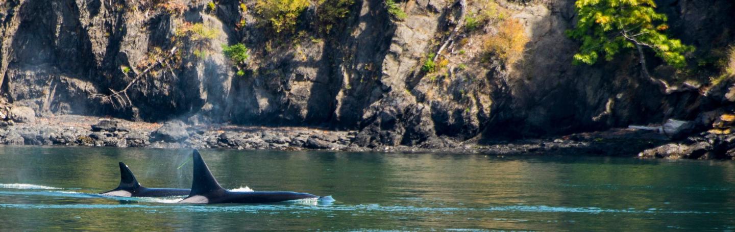 Bigg's Killer Whales Near Roche Harbor Bigg's Killer Whales Near Roche Harbor