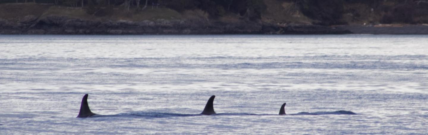 J19s in Haro Strait in Feb. 2019 Southern Resident Orcas of J pod