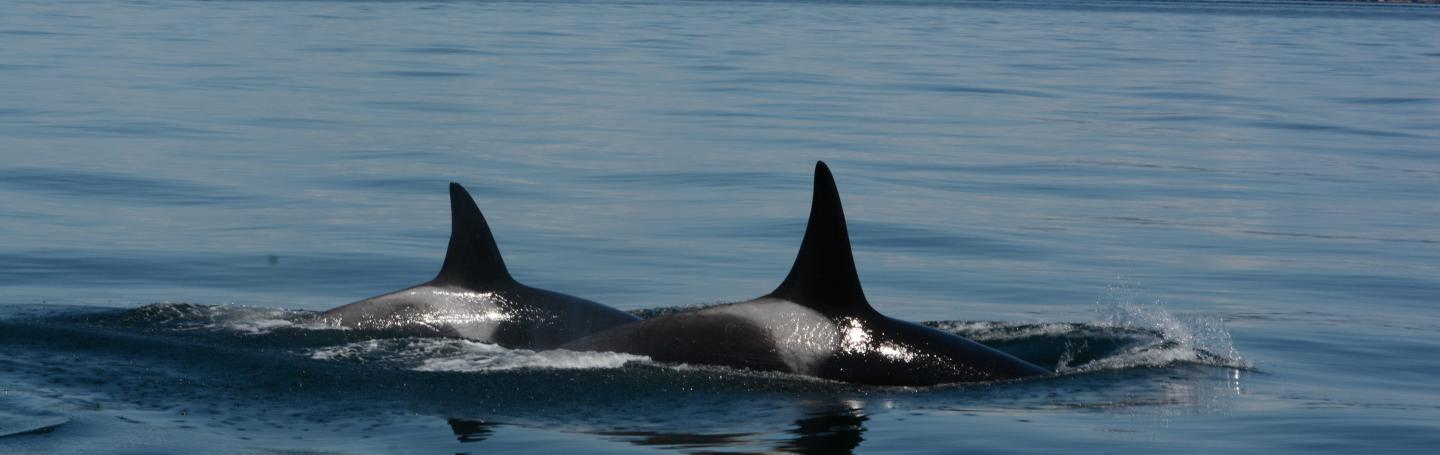 two orcas side by side two orcas surfacing together in glassy water
