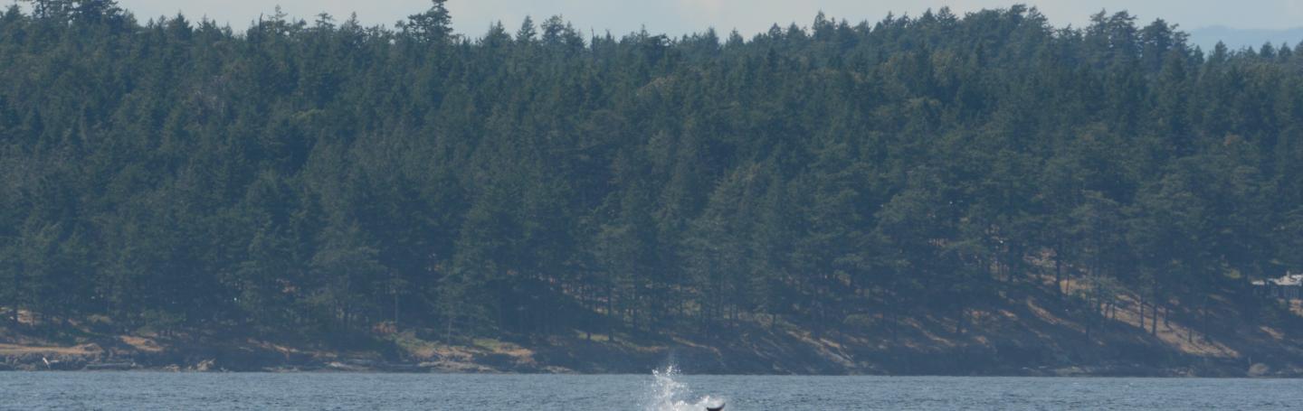 orca flinging porpoise in air killer whale launching a porpoise into the air during a hunt