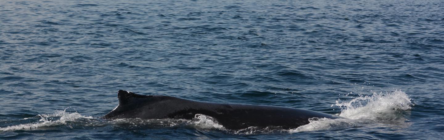 Humpback Surface humback whale surfacing with dorsal fin out of the water