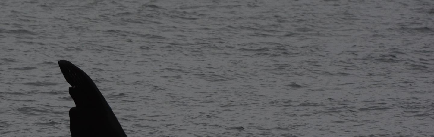 Chainsaw T63 male killer whale with two large notches on his dorsal fin
