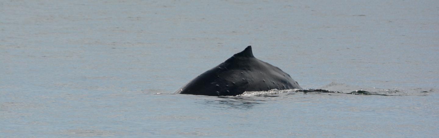 HUMPBACK HUMPBACK