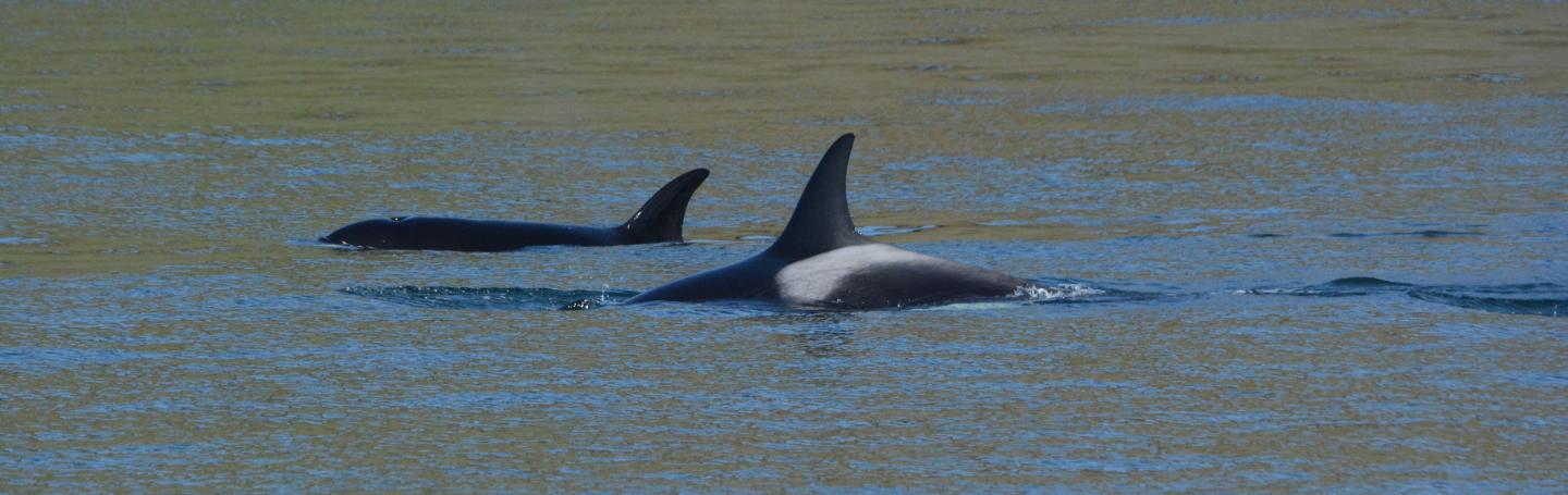 T065B's Hunt Near Spieden Island pc: Olivia Esqueda, 4.21.2025