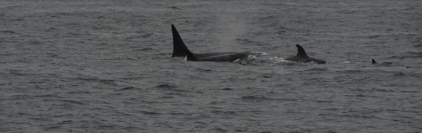 Bigg's Killer Whales in the Strait of Juan de Fuca pc: Olivia Esqueda, April 2025. T065Bs.