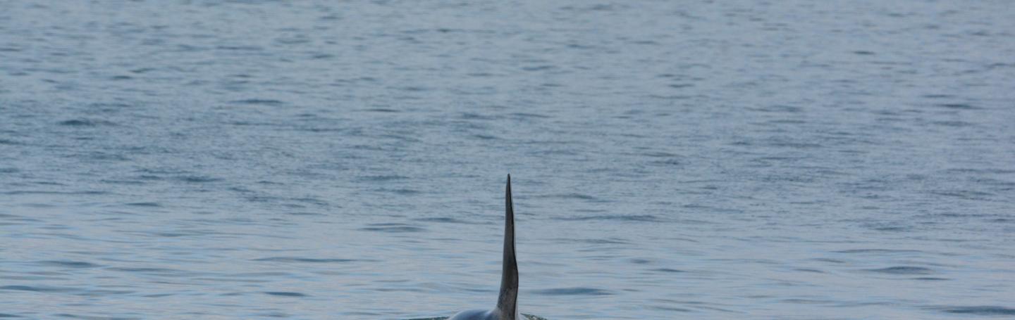 dorsal fin dorsal fin