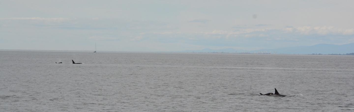 Killer whales in two groups Killer whales in two groups