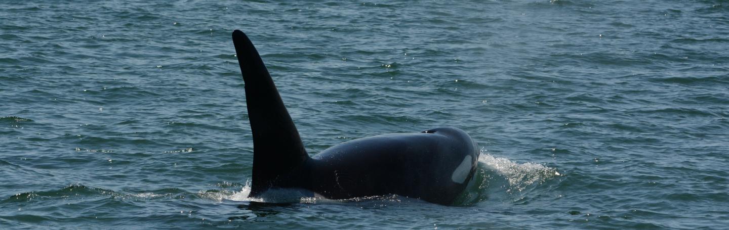 Bigg's Killer Whale T123A "Stanley" Bigg's Killer Whale T123A "Stanley"