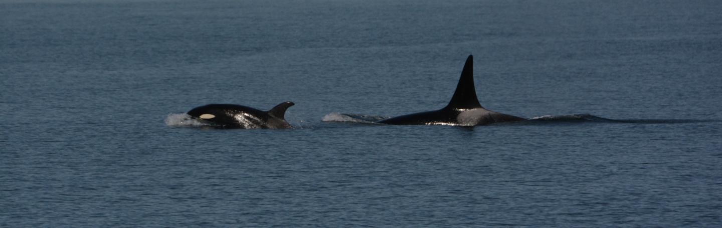Natty_T065Bs_LT Bigg's Killer Whales the T65B's