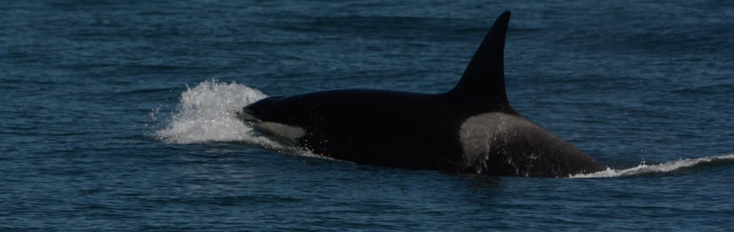 killer whale surfacing Killer whale