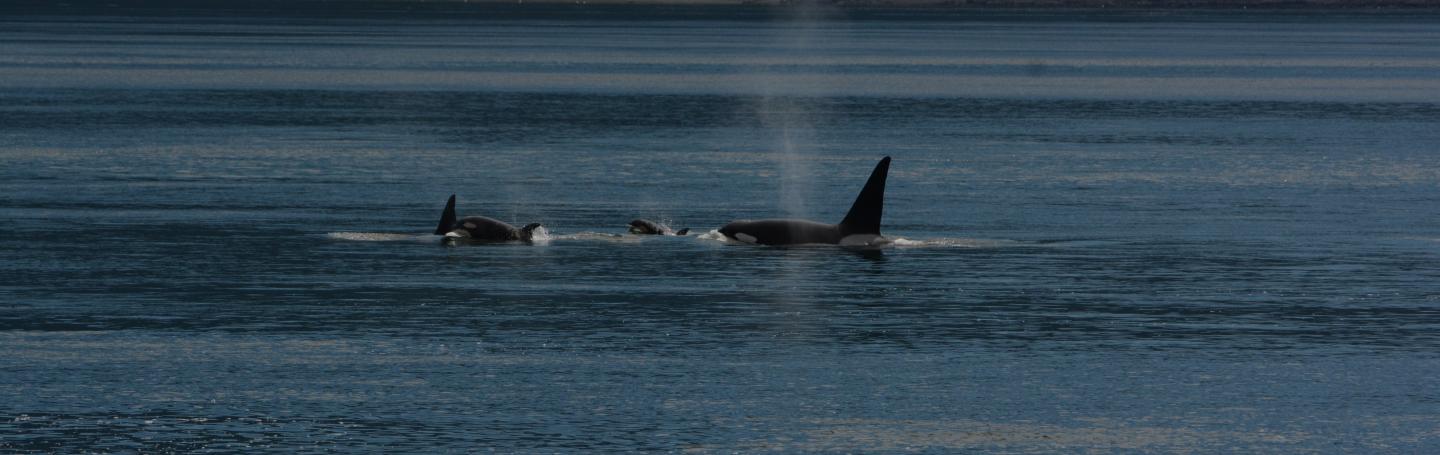 T46Bs and T123s, May 30 2025 pc: Lauren Tschirhart, San Juan Safaris