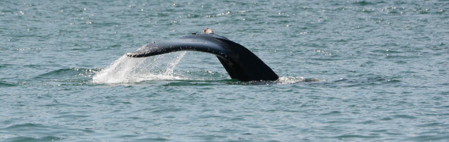 Humpback Whale Schooner, May 2025 pc: Olivia Esqueda, 5.3.2025