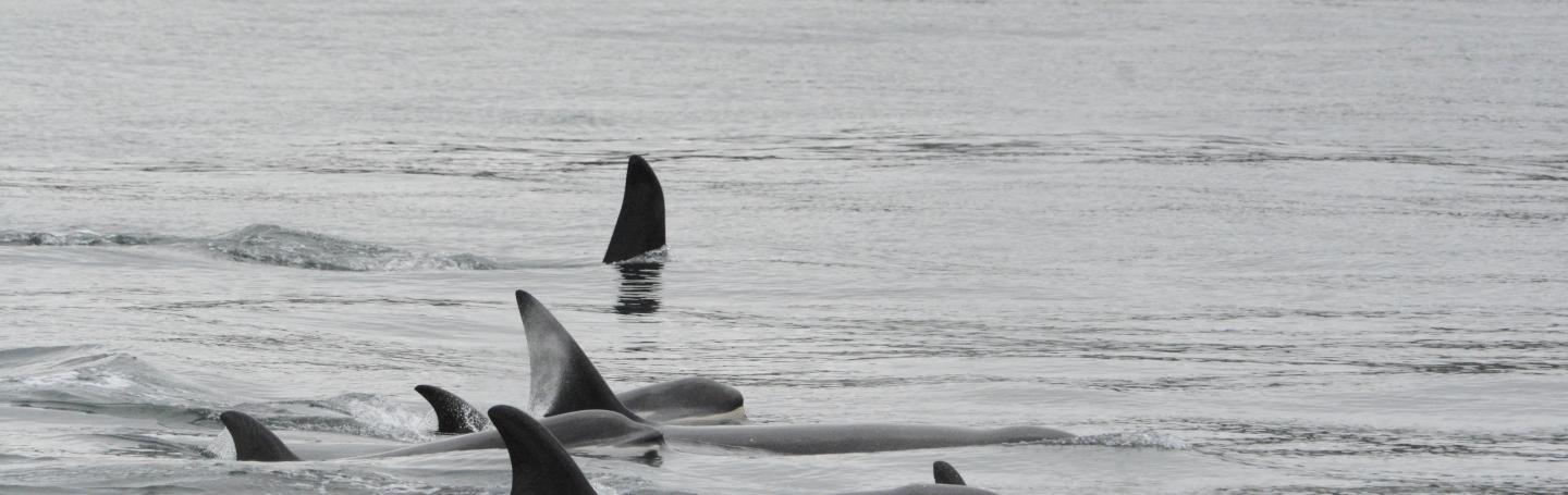 Transient Orcas Socializing in Rosario Strait pc: Olivia Esqueda, May 2025.