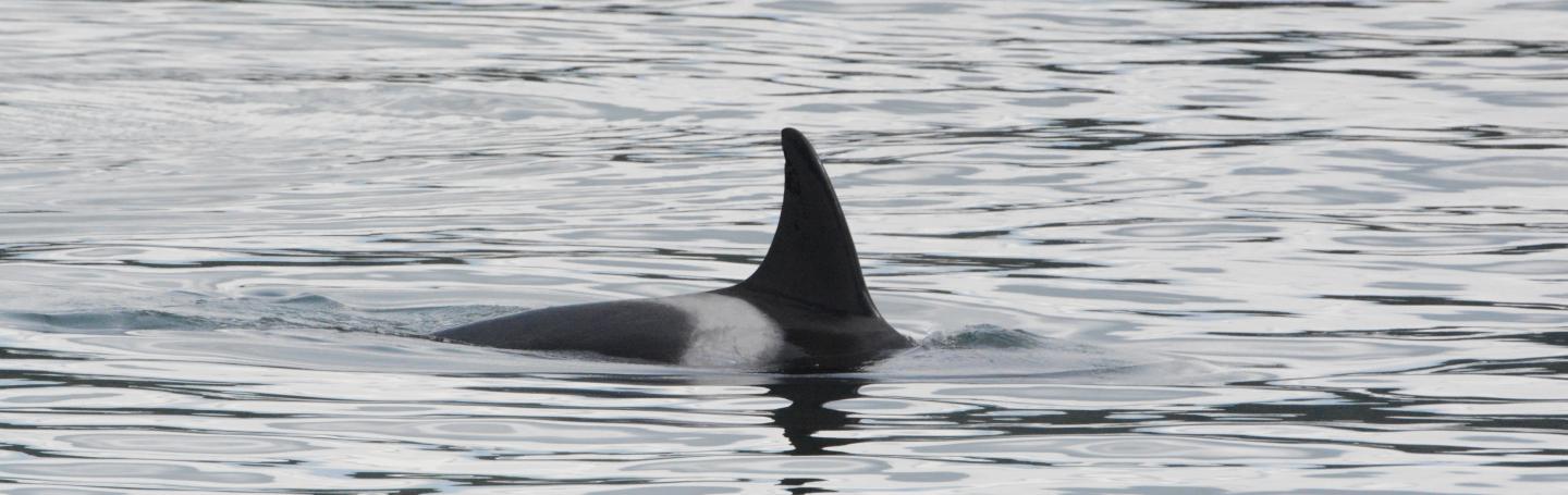 T100s Swim Near Deception Pass pc: Olivia Esqueda, May 2025
