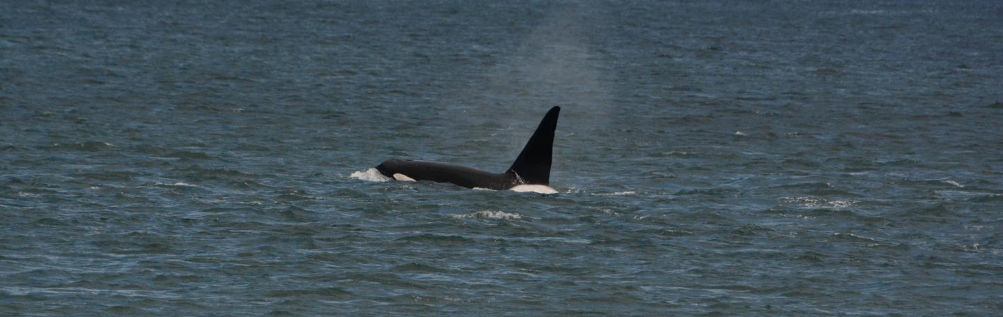 T123's Near Darcy Island pc: Kelly Klein, May 2025