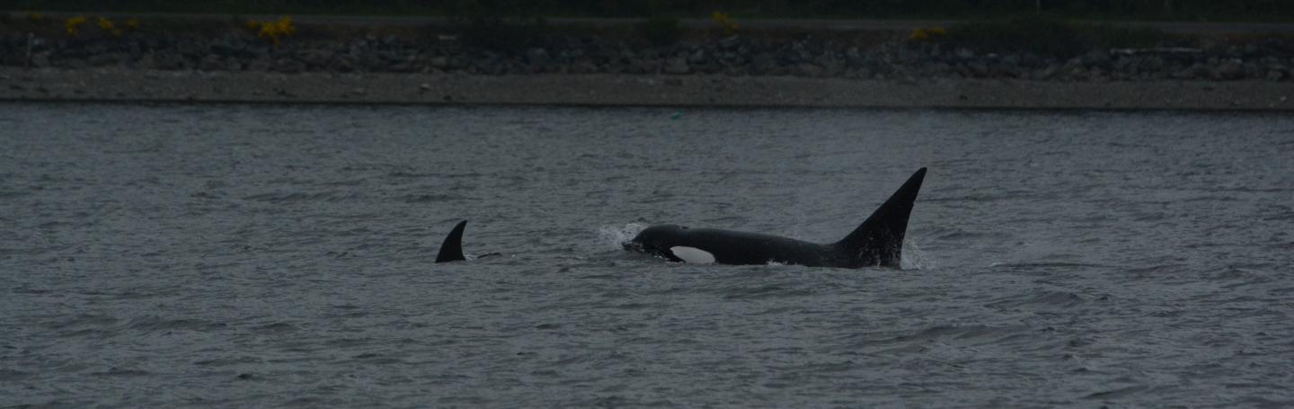 Bigg's Killer Whales in the Saanich Inlet pc: Olivia Esqueda, May 2025