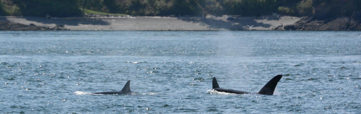T18s Swim through Spieden Channel pc: Olivia Esqueda, May 2025