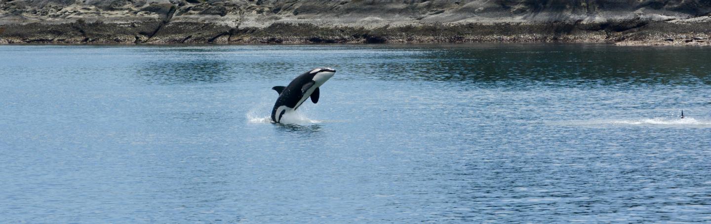 breaching killer whale T046Bs breaching killer whale T046Bs