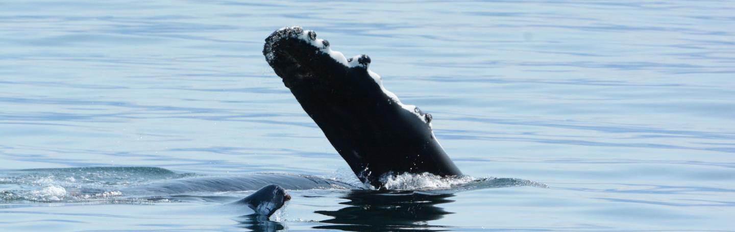HUnmpback Whales Poptart and Sandstorm at Hein Bank pc. Olivia Esqueda, June 2025.