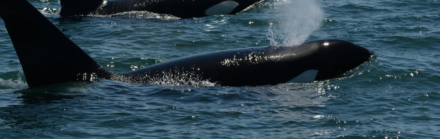 T123's Travel Through Rosario Strait pc: Lauren Tschirhart, May 2025.