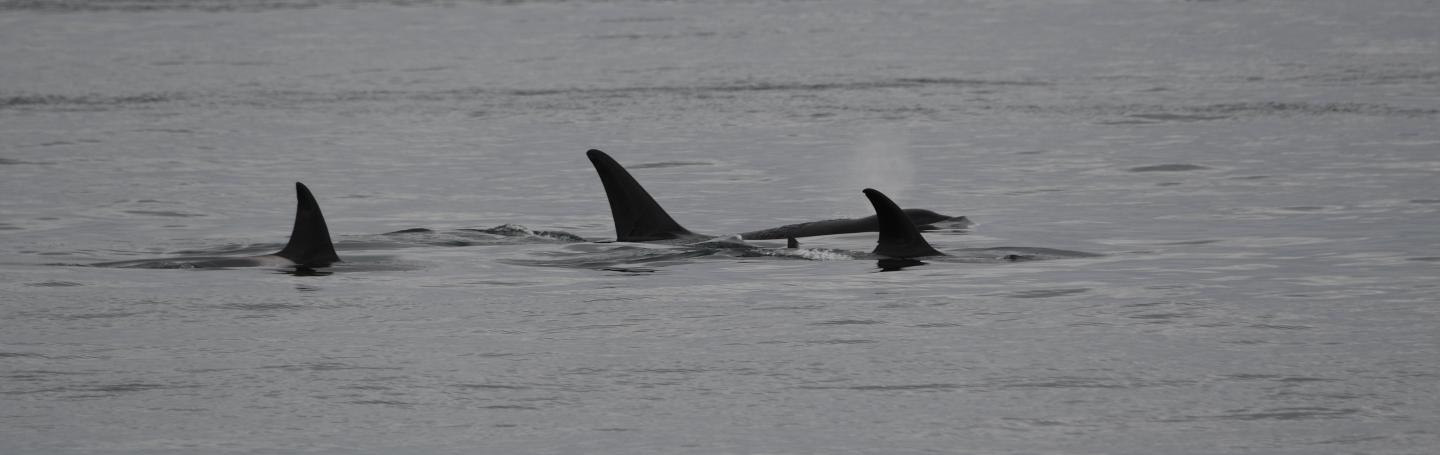 T36Bs and T99s in the Strait of Juan de Fuca pc: Lauren Tschirhart, June 2025