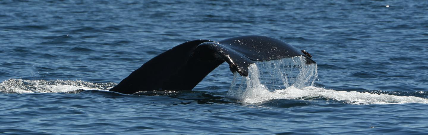 Humpback Whale Yogi