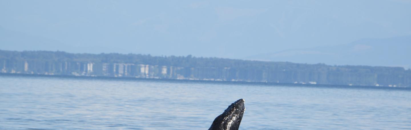 Humpback Breaching, July 2025 pc: Kelly Klein, San Juan Safaris