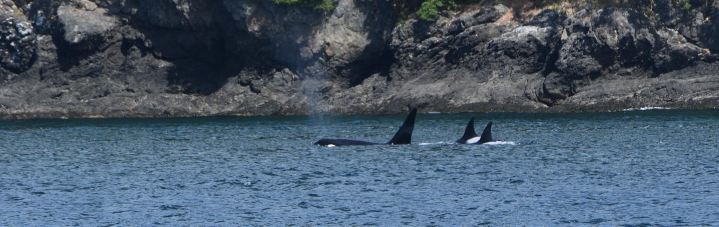 T75s, July 2025 pc: Lauren Tschirhart, San Juan Safaris
