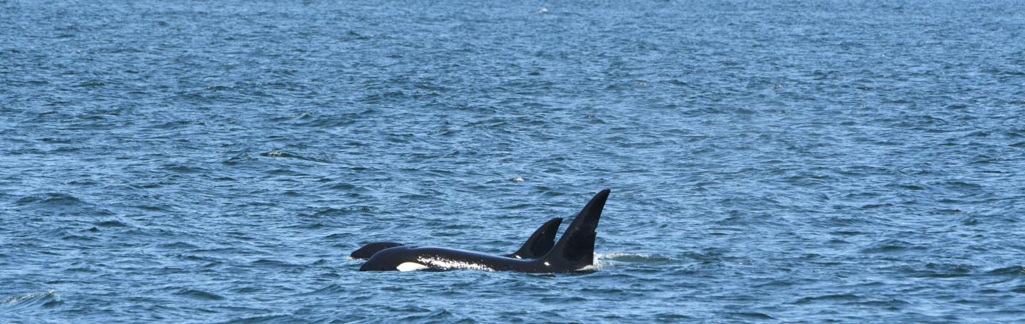 T037As near Victoria, B.C. pc: Kelly Klein, July 2025.