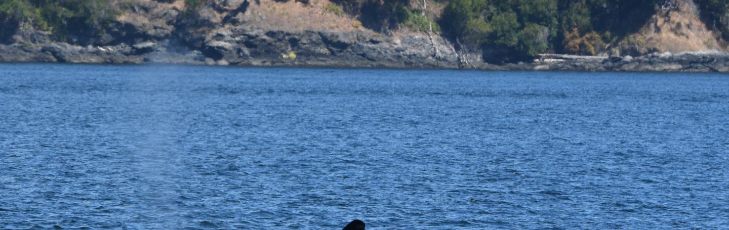 T19B Galiano, August 2025 pc: Olivia Ellman, San Juan Safaris