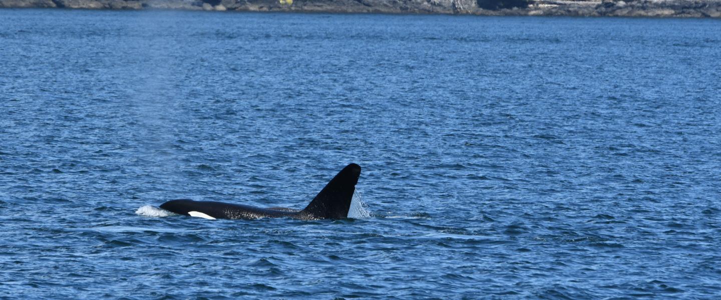 T19B Galiano, August 2025 pc: Olivia Ellman, San Juan Safaris