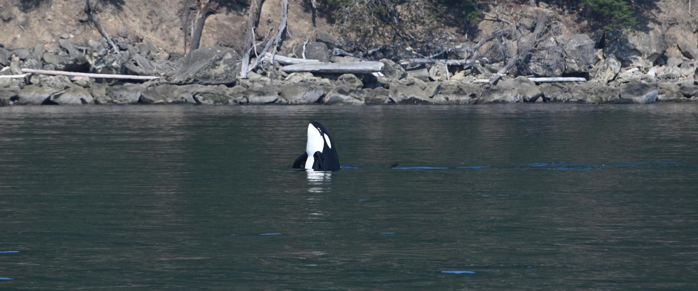 Orca Spyhopping August 27, 2025