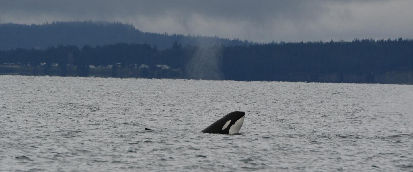 T137 orca spyhopping in the san juan island
